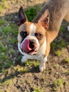 Happy - IN TRAINING - Photo 5
