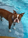 Buster - IN TRAINING - Photo 1