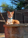 Buster - IN TRAINING - Photo 2