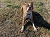 Buster - IN TRAINING - Photo 3