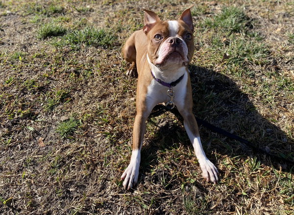 Buster - IN TRAINING