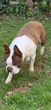 Bones - HOSPICE FOSTER - Photo 1