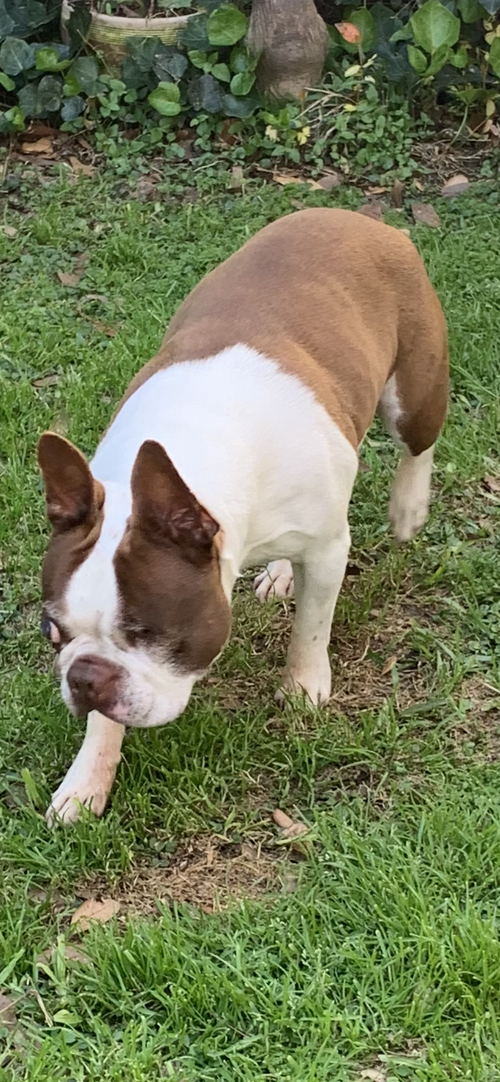 BONES - HOSPICE FOSTER - Boston Terrier available for adoption