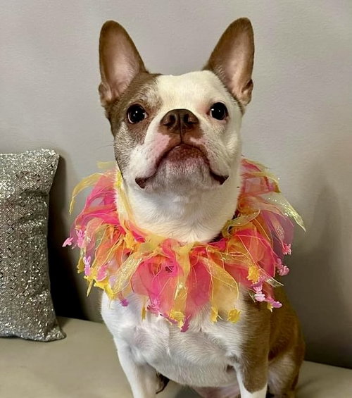 TJ - Boston Terrier available for adoption