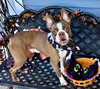 Mickey - IN TRAINING - Photo 2