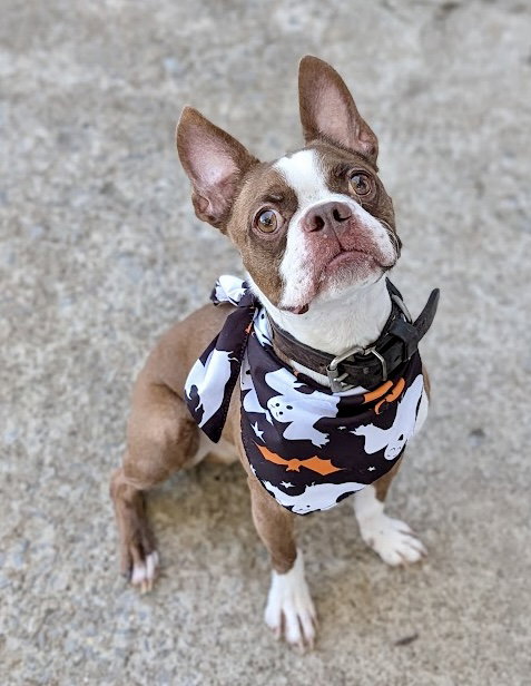 MICKEY - IN TRAINING - Boston Terrier available for adoption