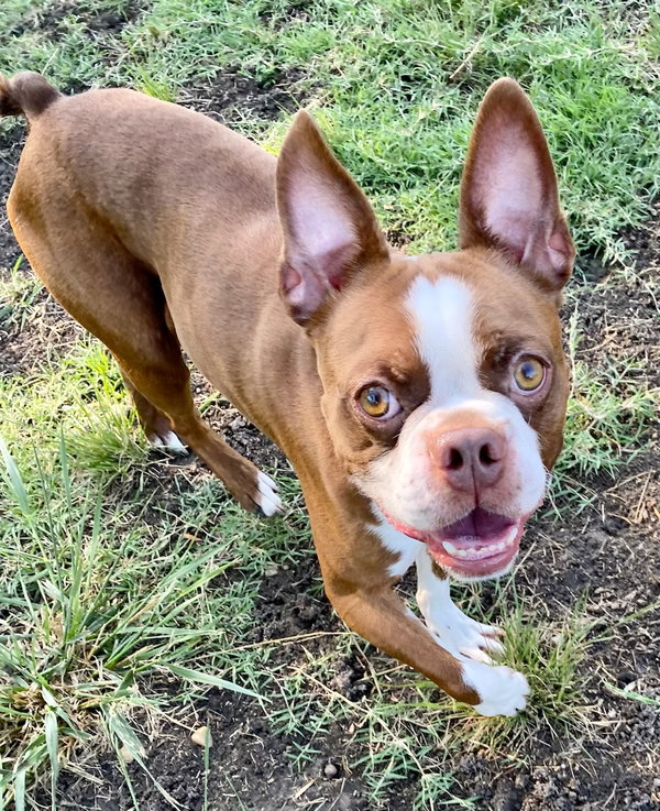 Mickey - IN TRAINING