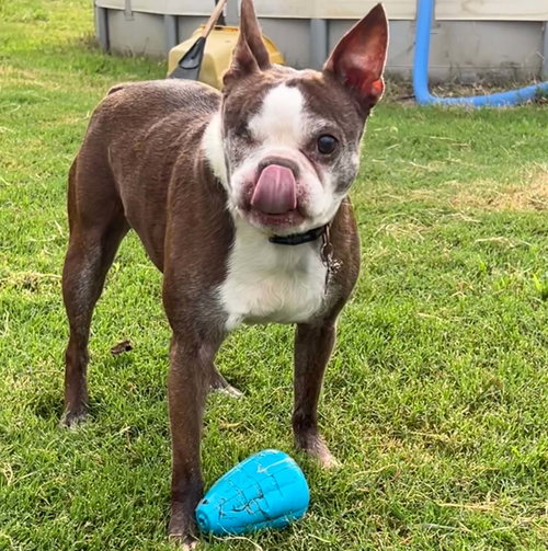 SERENA - Boston Terrier available for adoption