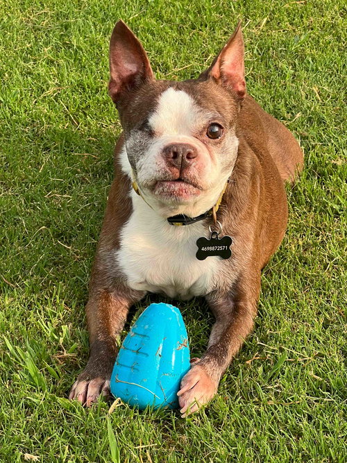 SERENA - Boston Terrier available for adoption
