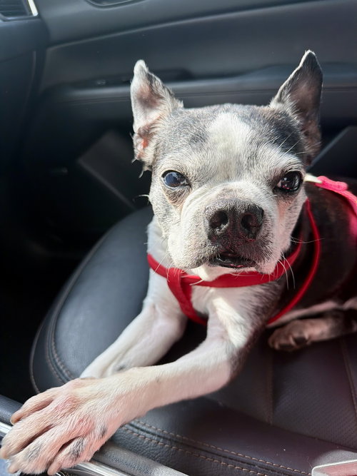 Mia, an adoptable Boston Terrier in Plano, TX