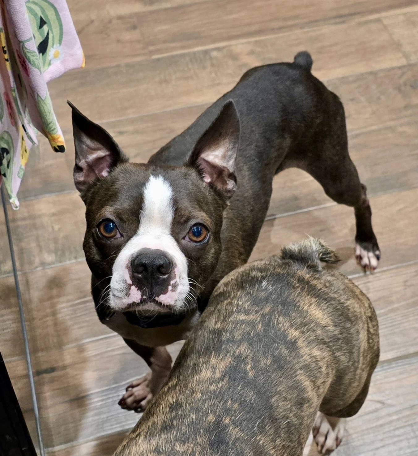 Taz