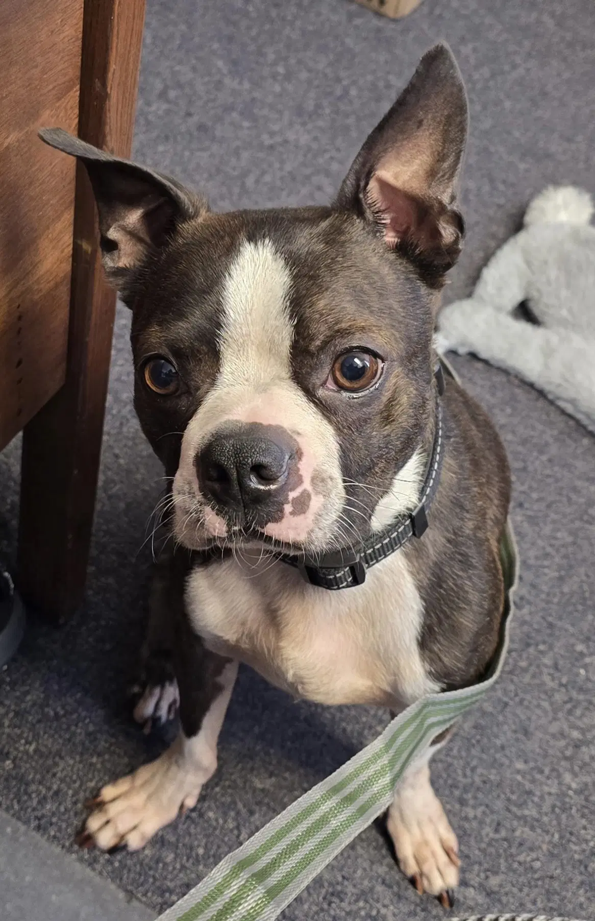 Taz image 2