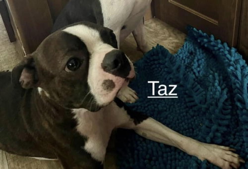 Taz photo 8