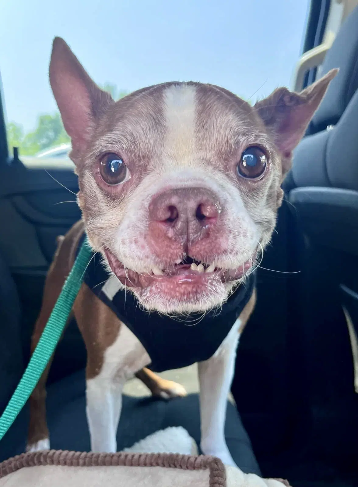 Murphy - Hospice Foster - Boston Terrier