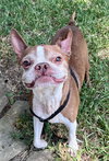 Murphy - HOSPICE FOSTER - Photo 4