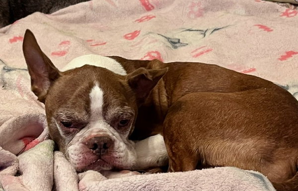 Murphy - HOSPICE FOSTER