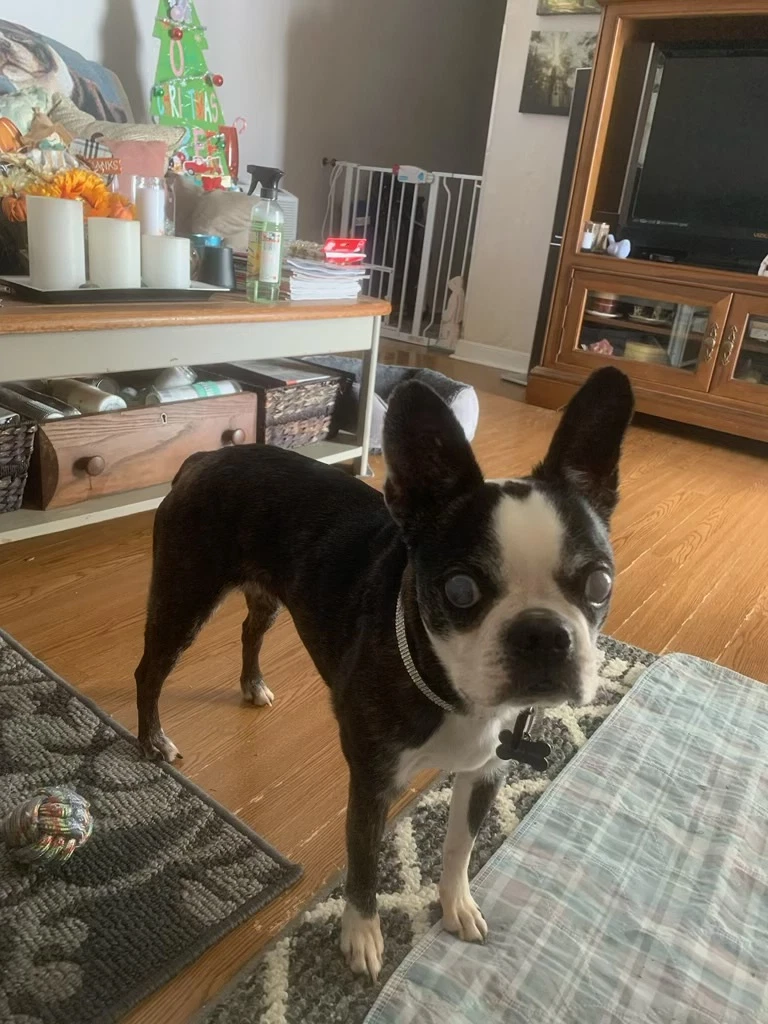 Khloe - Hospice Foster
