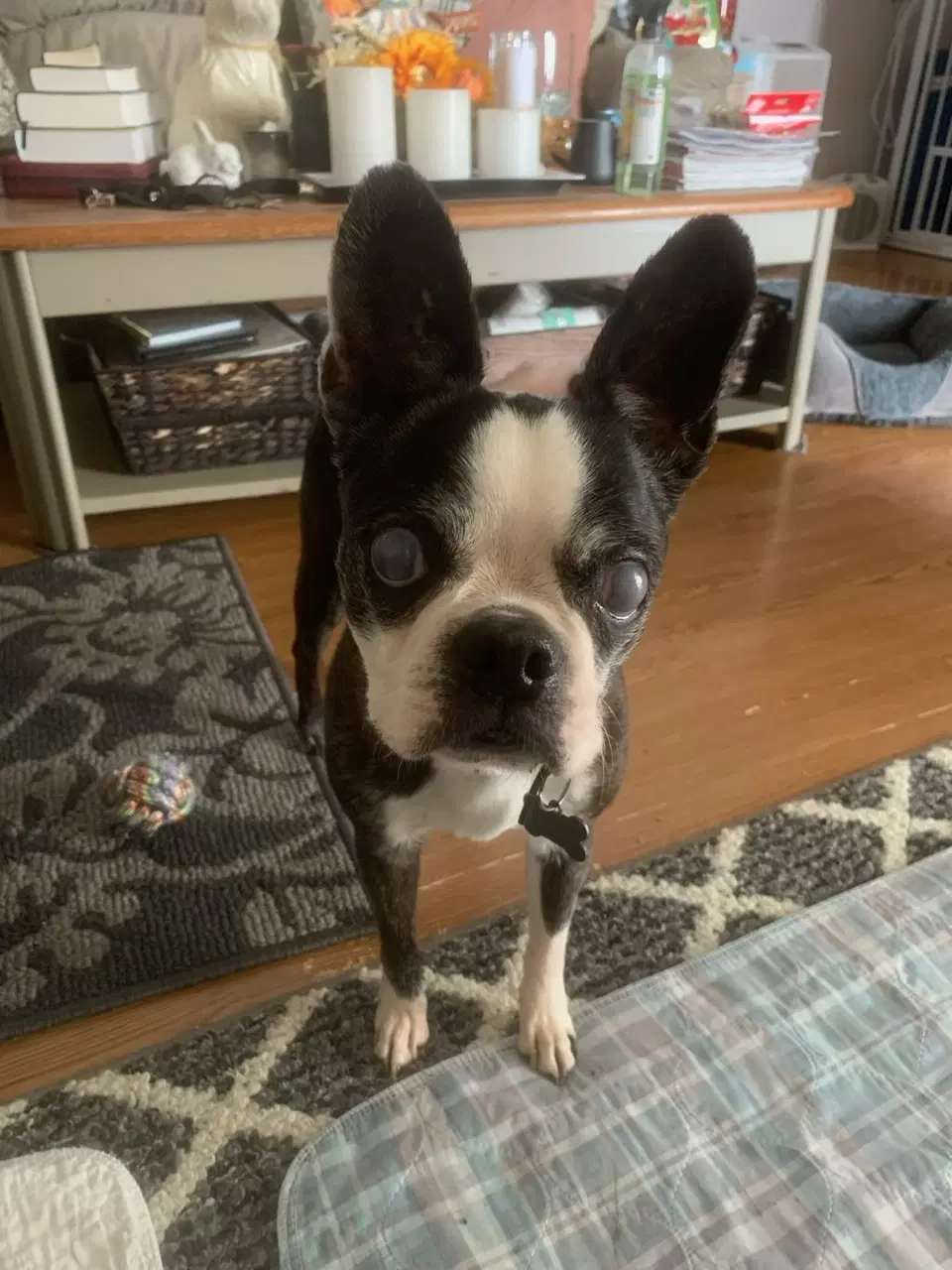 Khloe - Hospice Foster image 2