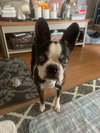 Khloe - HOSPICE FOSTER - Photo 2