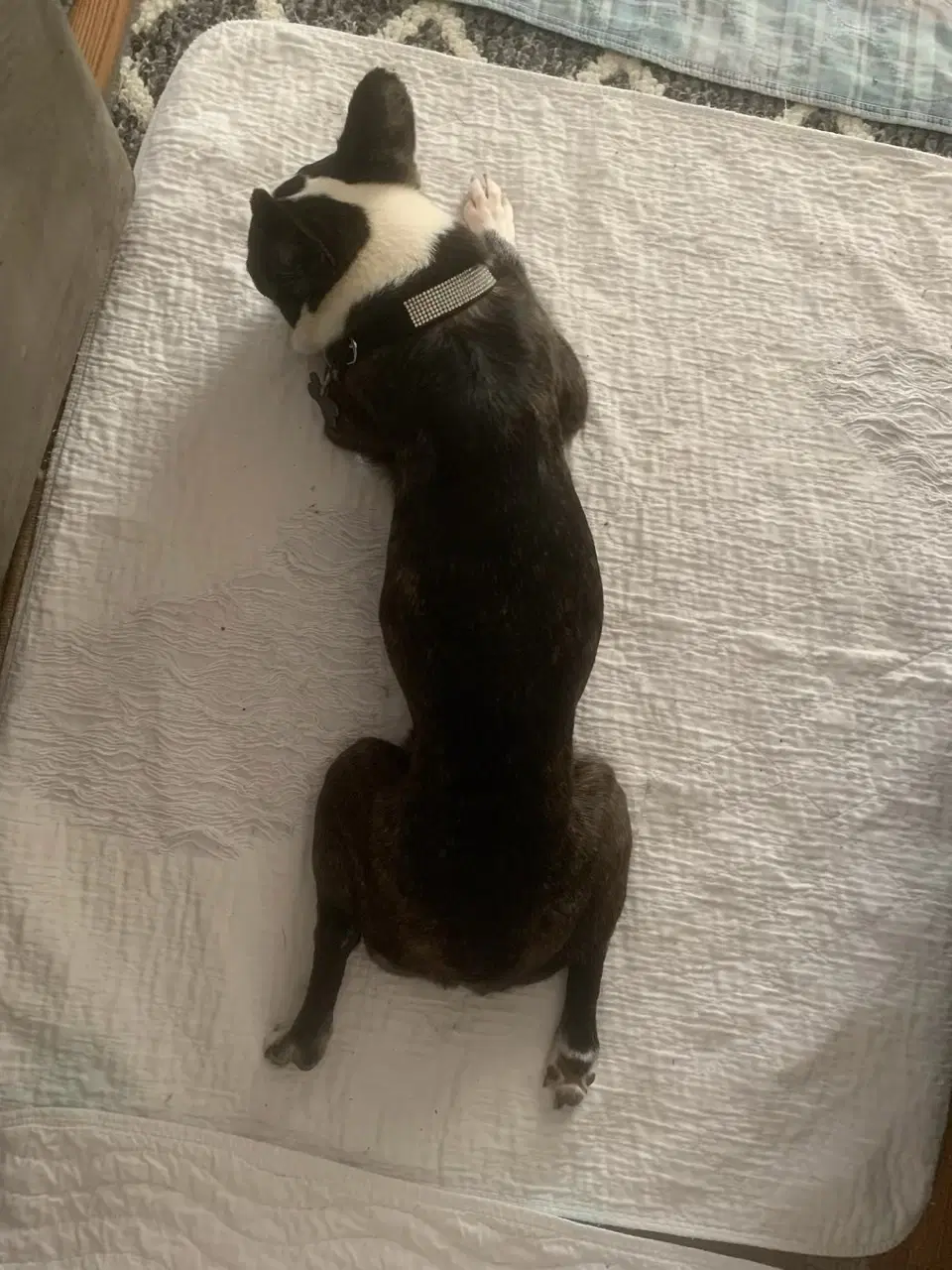 Khloe - Hospice Foster image 3