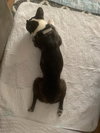 Khloe - HOSPICE FOSTER - Photo 3