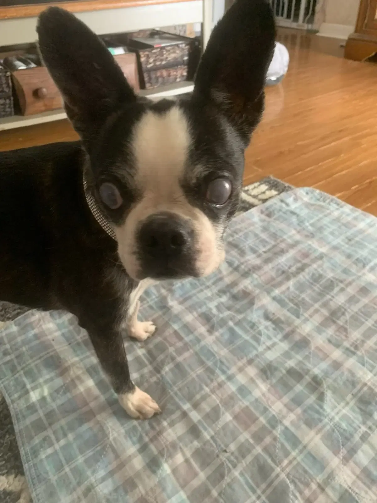Khloe - Hospice Foster image 4