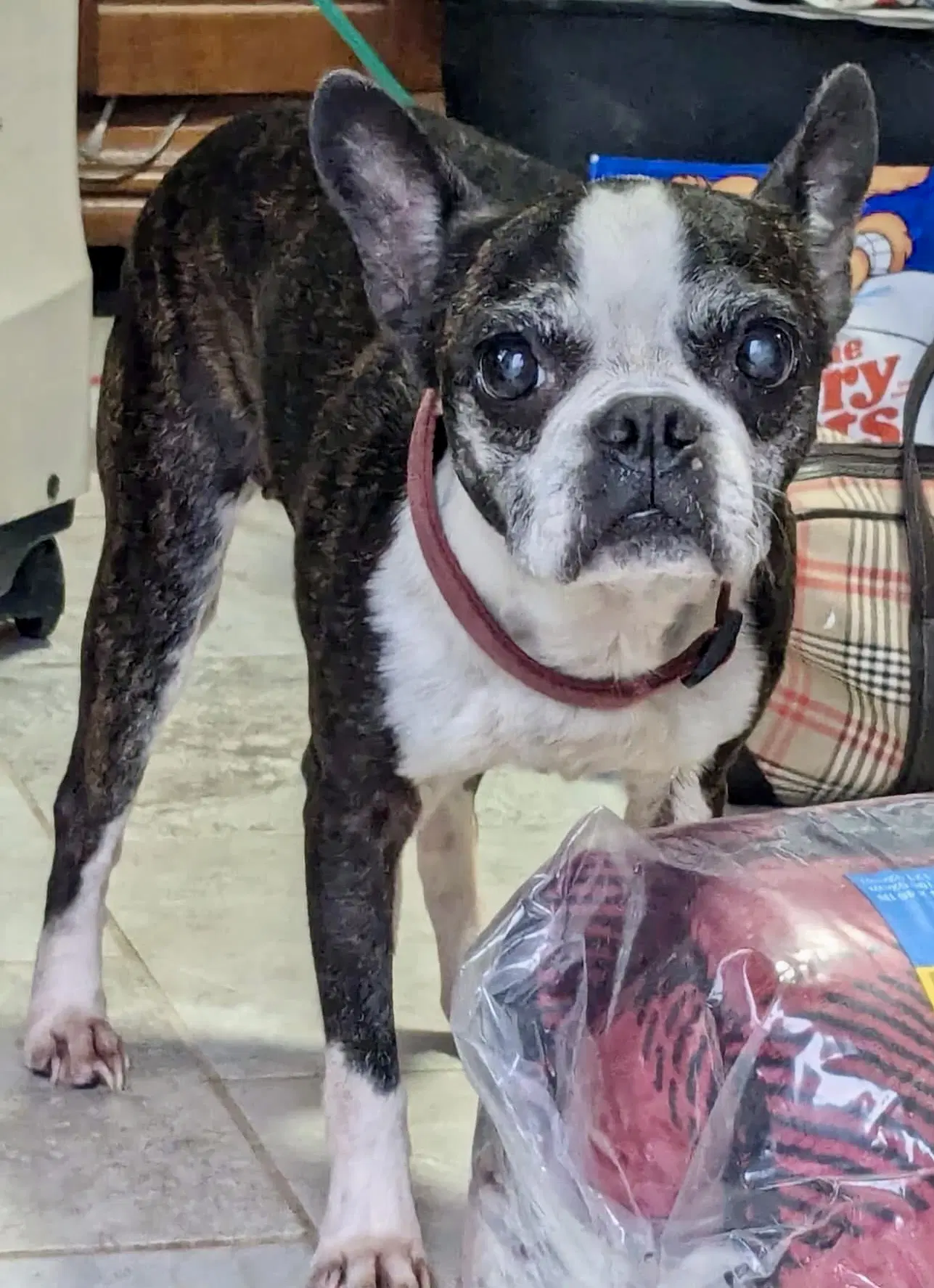 Lulu image 3