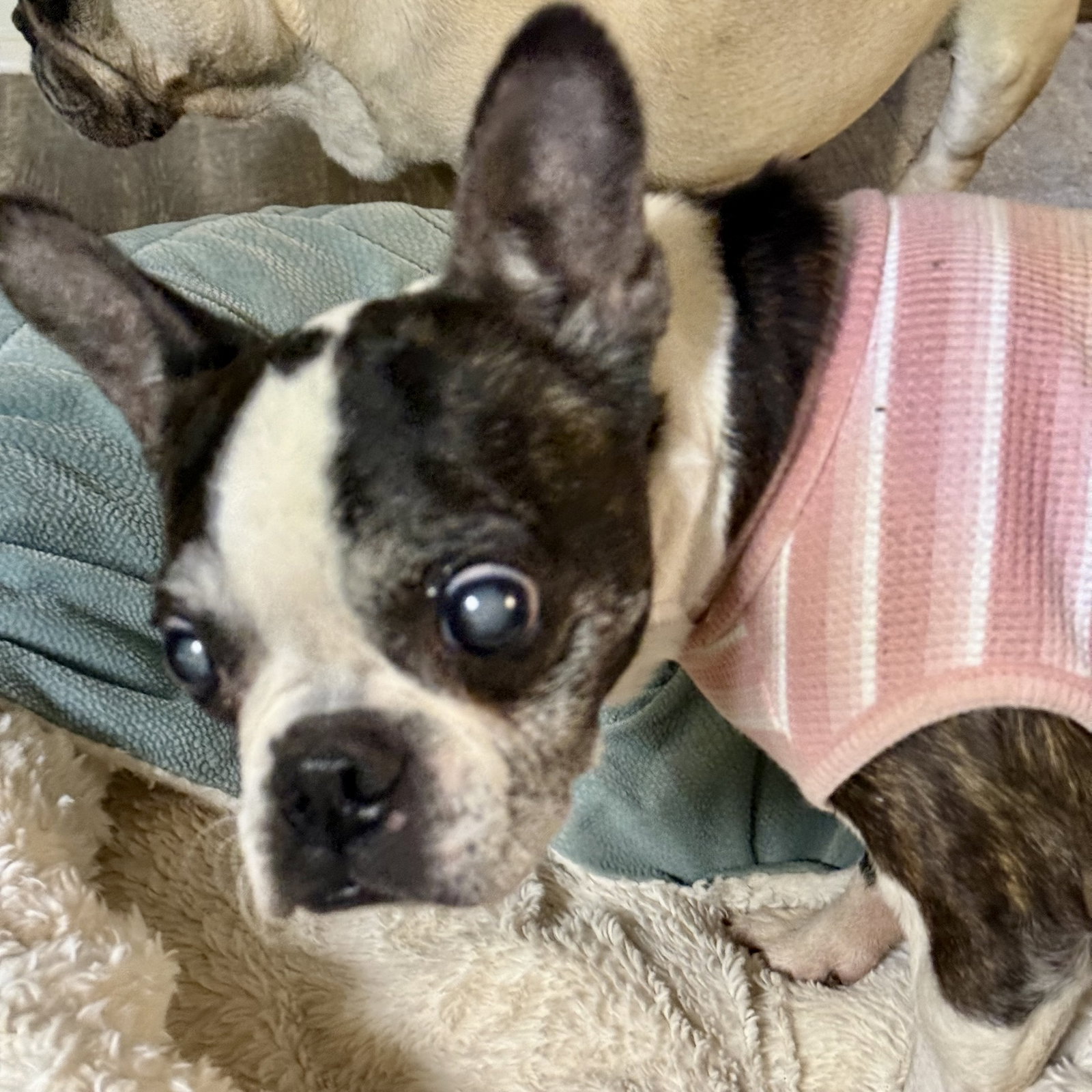 Lulu, photo 8