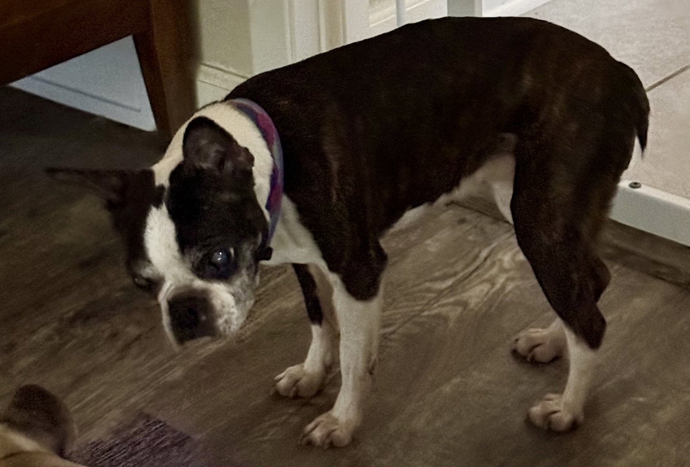 Lulu, photo 7