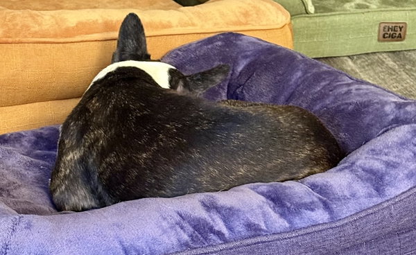 Lulu