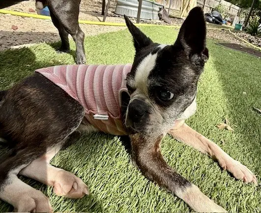 Lulu image 2