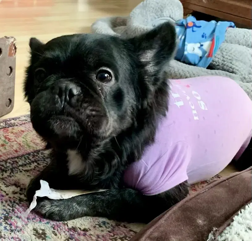Capone - Special Needs - French Bulldog