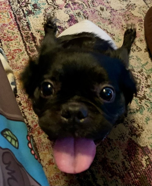 CAPONE - SPECIAL NEEDS - French Bulldog available for adoption