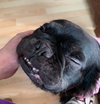Capone - SPECIAL NEEDS - Photo 3