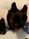 Capone - SPECIAL NEEDS - Photo 4