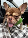 Rio - SPECIAL NEEDS - Photo 1