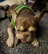 Rio - SPECIAL NEEDS - Photo 4