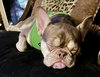 Rio - SPECIAL NEEDS - Photo 5