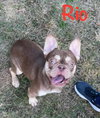 Rio - SPECIAL NEEDS - Photo 6