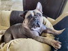 Hank - Photo 7