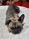 Hank - Photo 6