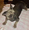 Hank - Photo 9