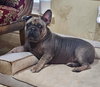 Hank - Photo 3