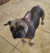 Hank - Photo 4