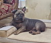 Hank - Photo 5