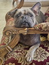 Hank - Photo 1