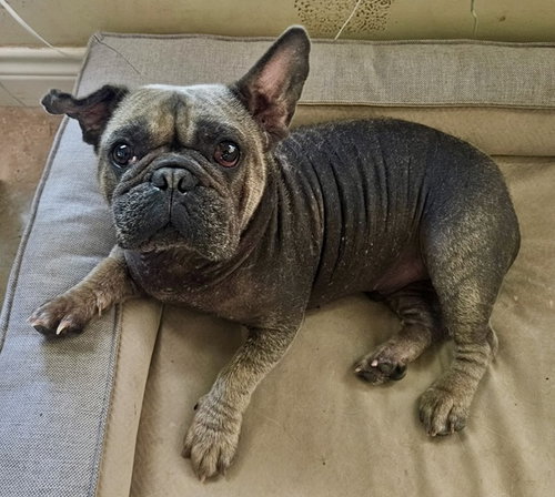 HANK - French Bulldog available for adoption