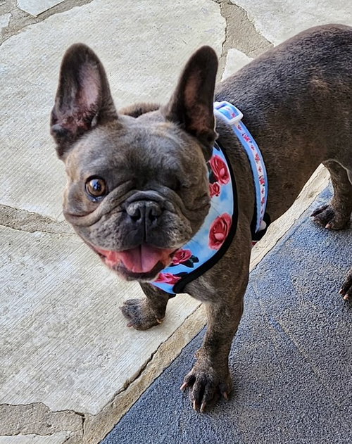 BELLA - French Bulldog available for adoption