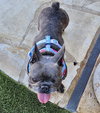 Bella - Photo 6