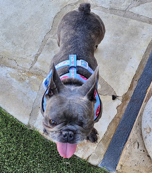 Bella